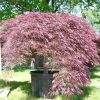 Acer Palmatum 'Inaba-Shidare'