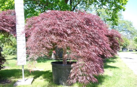 Acer Palmatum 'Inaba-Shidare'