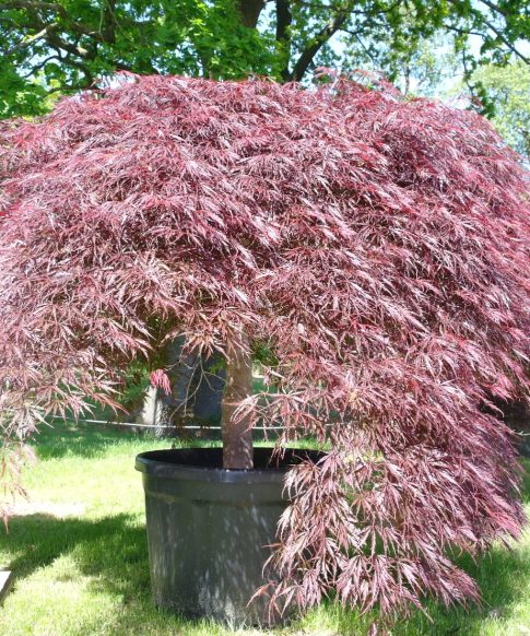 Acer Palmatum 'Inaba-Shidare'