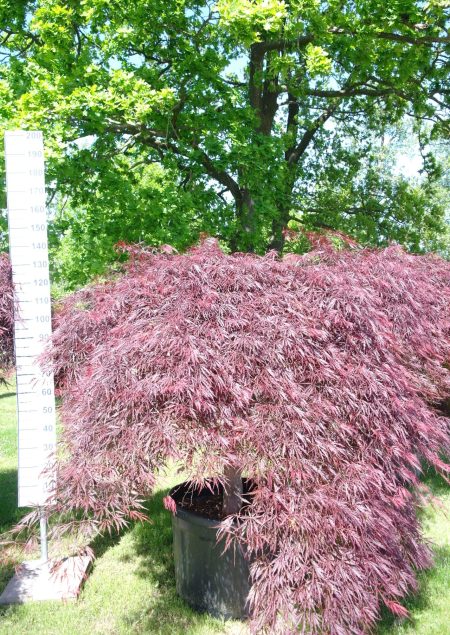 Acer Palmatum 'Inaba-Shidare' - Afbeelding 2