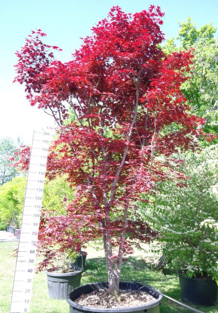 Acer palmatum 'Fireglow' 330-350 cm - Japanse Esdoorn