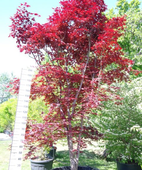 Acer palmatum 'Fireglow' 330-350 cm - Japanse Esdoorn