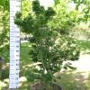 Acer Palmatum 'Shishigashira' 160-180 cm - Japanse Esdoorn