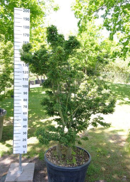 Acer Palmatum 'Shishigashira' 160-180 cm - Japanse Esdoorn