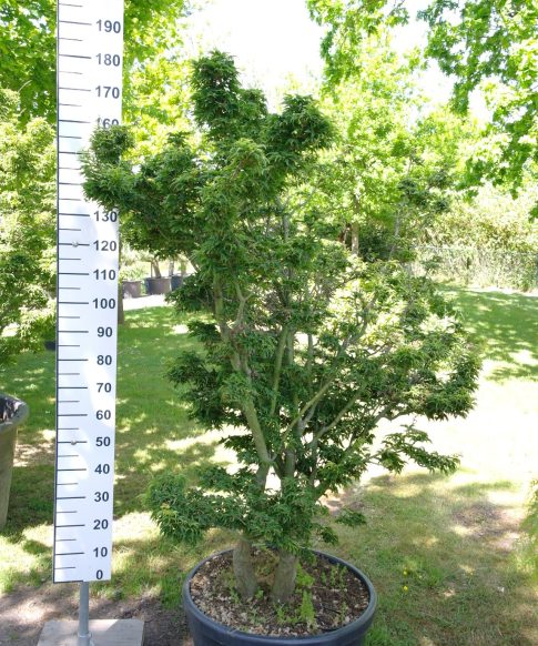 Acer Palmatum 'Shishigashira' 160-180 cm - Japanse Esdoorn