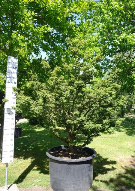 Acer Palmatum 'Shishigashira' 200 cm - Japanse Esdoorn