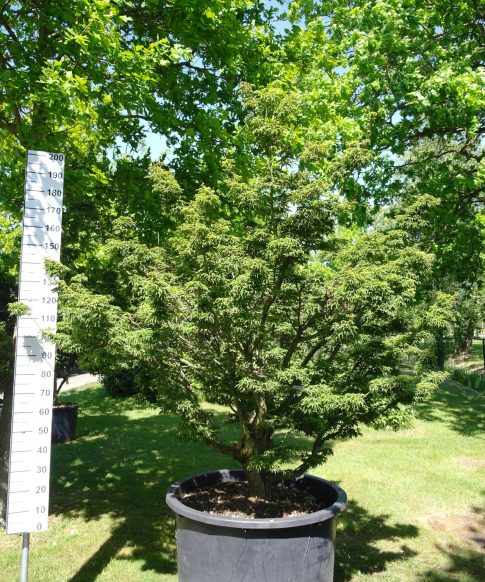 Acer Palmatum 'Shishigashira' 200 cm - Japanse Esdoorn