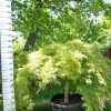 Acer Palmatum 'Dissectum Viridis'