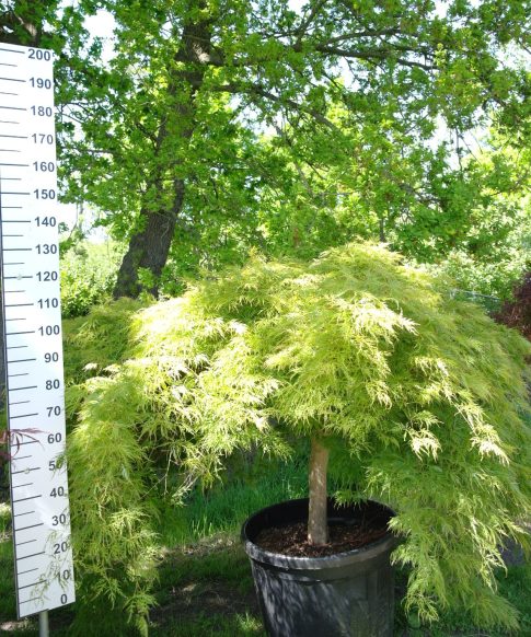 Acer Palmatum 'Dissectum Viridis'