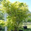 Acer Palmatum 'Sangokaku' - Japanse Esdoorn
