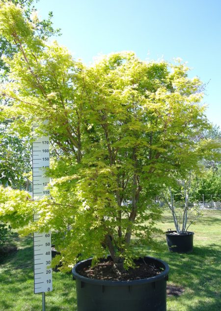 Acer Palmatum 'Sangokaku' - Japanse Esdoorn