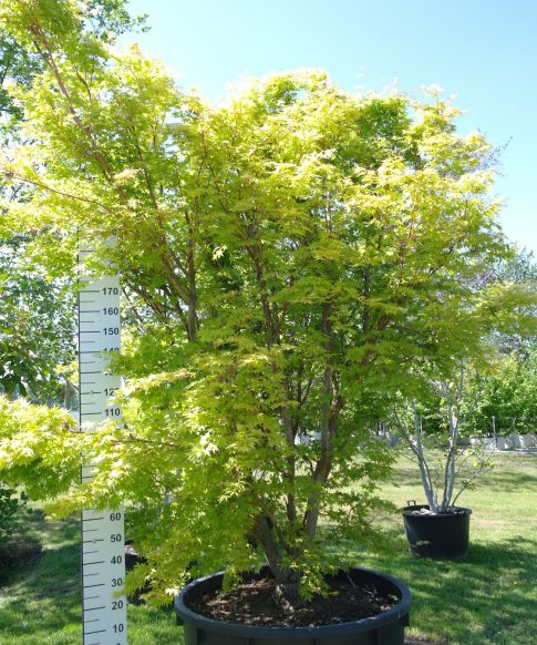 Acer Palmatum 'Sangokaku' - Japanse Esdoorn