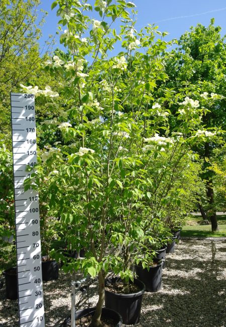 Cornus 'Stellar Pink' (Rutgan)