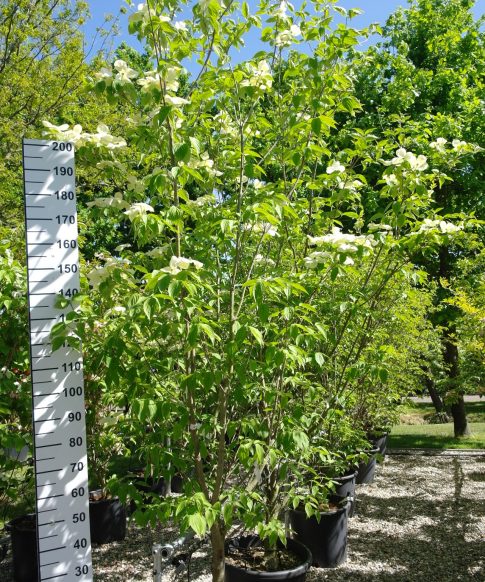 Cornus 'Stellar Pink' (Rutgan)