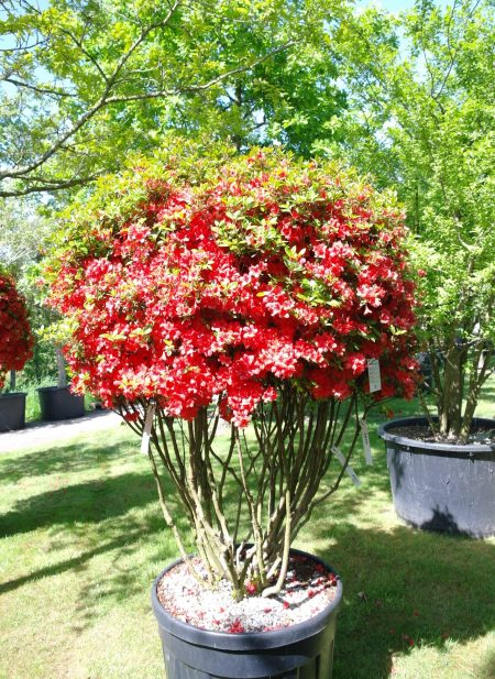 Azalea japonica 'Stewartstown' oranje/rood - Afbeelding 2