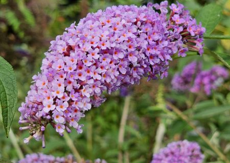 Buddleja davidii 'Ile de France'