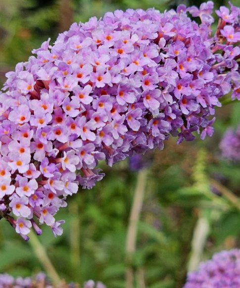 Buddleja davidii 'Ile de France'