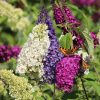 Buddleja davidii 'Tricolor' - Vlinderstruik