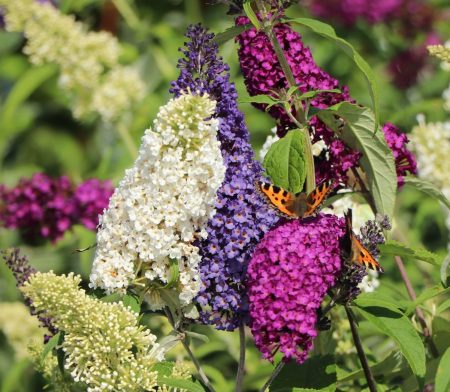 Buddleja davidii 'Tricolor' - Vlinderstruik
