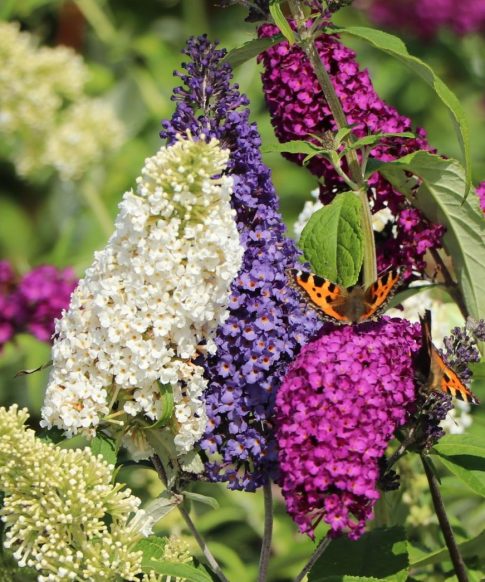 Buddleja davidii 'Tricolor' - Vlinderstruik