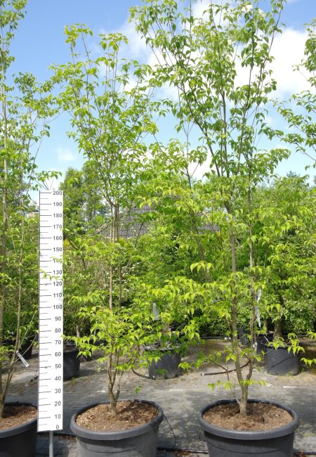 Cornus 'Rutban' (Aurora) - Kornoelje Aurora 300 cm