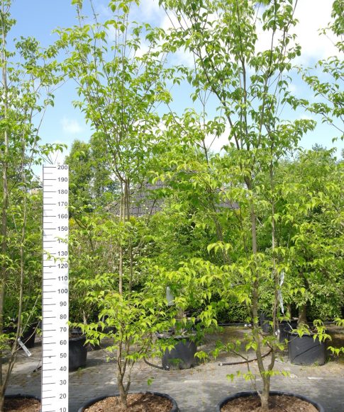 Cornus 'Rutban' (Aurora) - Kornoelje Aurora 300 cm
