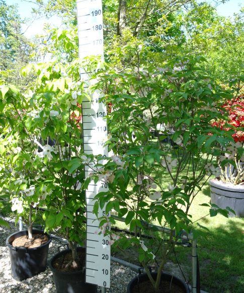 Cornus Florida 'Rubra' - Amerikaanse Kornoelje 160-180 cm