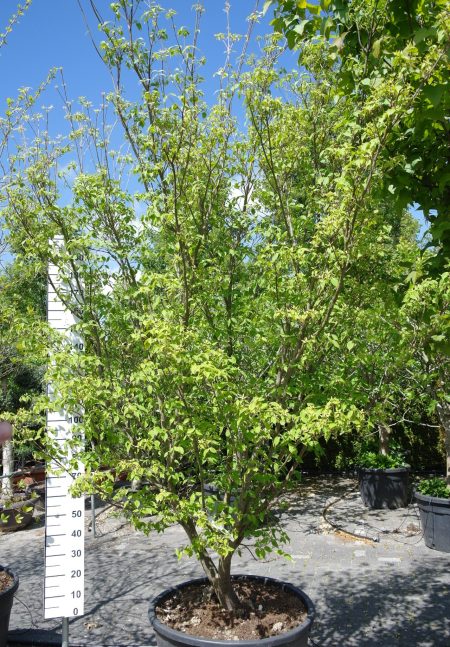 Cornus Kousa 'China Girl' 320-340 cm hoog - Kornoelje