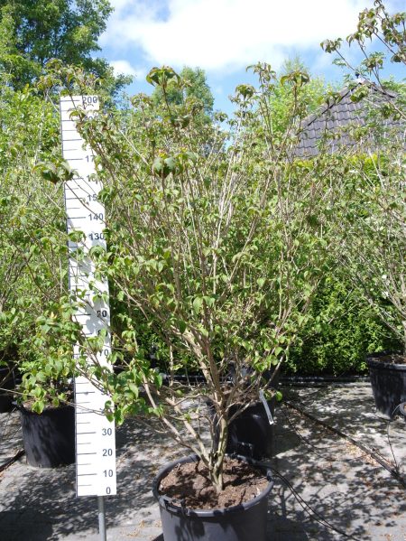 Cornus Kousa 'Milky Way' - Kornoelje 200-220 cm