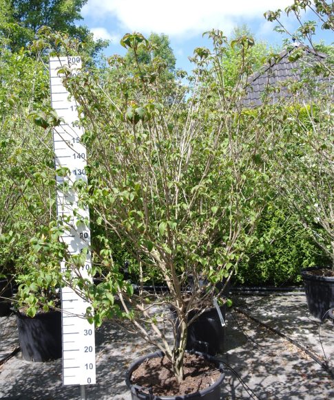 Cornus Kousa 'Milky Way' - Kornoelje 200-220 cm