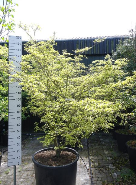 Cornus Kousa 'Peve Limbo' - Japanse grootbloemige kornoelje 200-220 cm