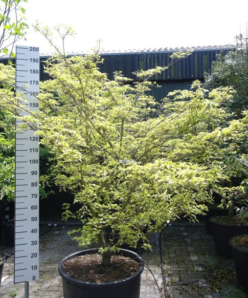 Cornus Kousa 'Peve Limbo' - Japanse grootbloemige kornoelje 200-220 cm