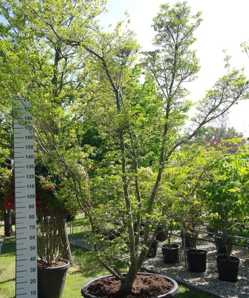 Cornus Kousa 'Milky Way' - Kornoelje 300 cm