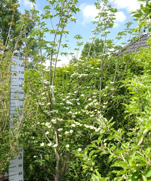 Cornus Nuttallii - Grootbloemige Kornoelje 320-340 cm