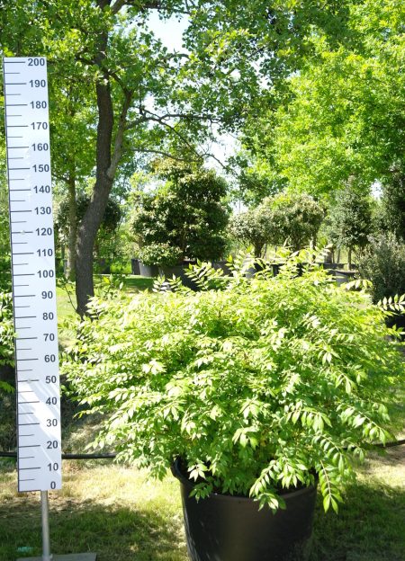 Euonymus Alatus 120-130 cm - Kardinaalshoed