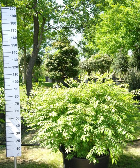 Euonymus Alatus 100-120 cm - Kardinaalshoed