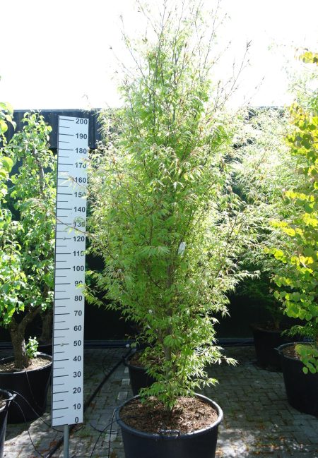 Fagus syl. 'Asplenifolia' - Varenbeuk 280 cm