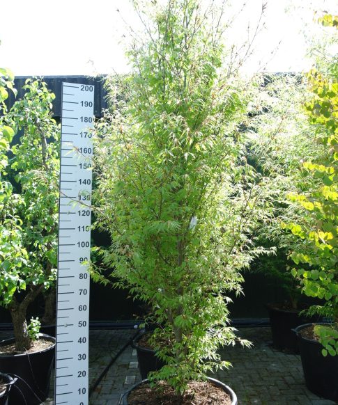 Fagus syl. 'Asplenifolia' - Varenbeuk 280 cm