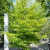 Fagus syl. 'Asplenifolia' - Varenbeuk 300 cm