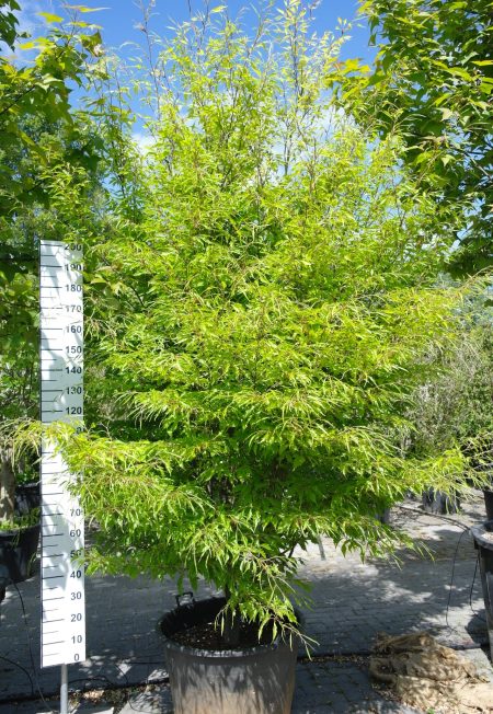 Fagus syl. 'Asplenifolia' - Varenbeuk 300 cm