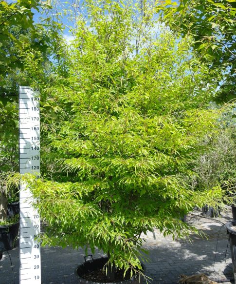 Fagus syl. 'Asplenifolia' - Varenbeuk 300 cm