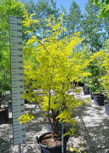 Gleditsia triacanthos 'Sunburst' - Valse Christusdoorn  200-220 cm