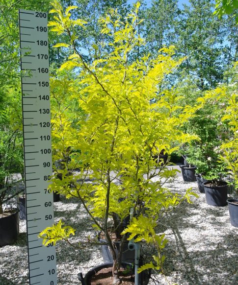Gleditsia triacanthos 'Sunburst' - Valse Christusdoorn  200-220 cm