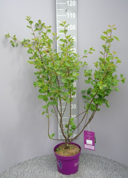Amelanchier Alnifolia 'Greatberry Fruity' -  Krentenboompje