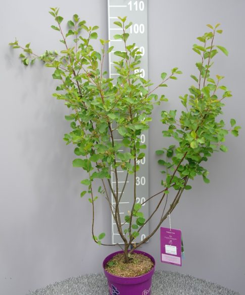 Amelanchier Alnifolia 'Greatberry Fruity' -  Krentenboompje