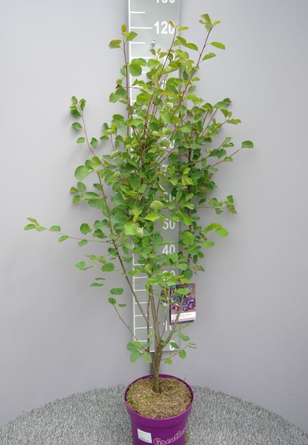 Amelanchier Alnifolia 'Greatberry Garden'-  Krentenboompje