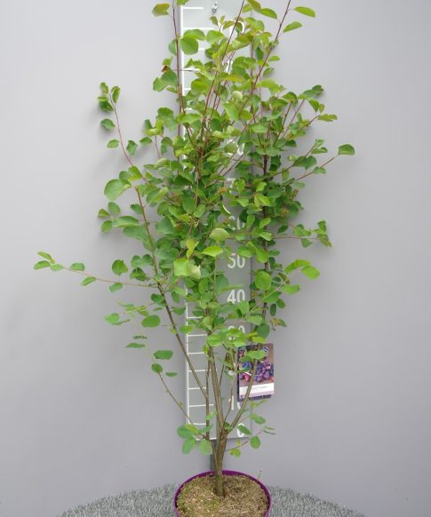 Amelanchier Alnifolia 'Greatberry Garden'-  Krentenboompje