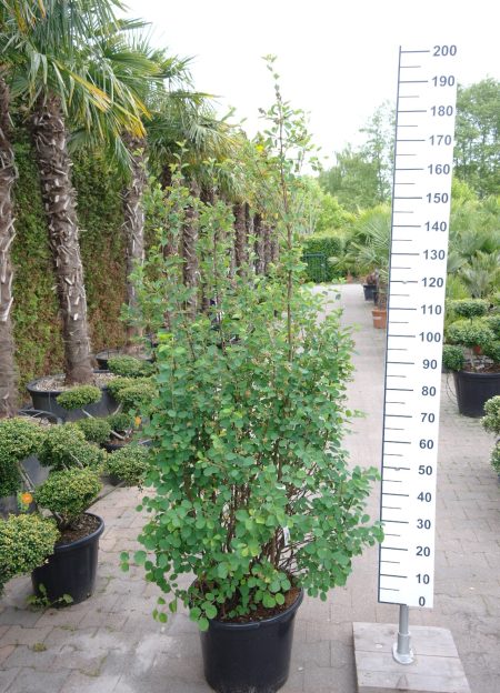 Amelanchier Alnifolia 'Greatberry' - Krentenboompje