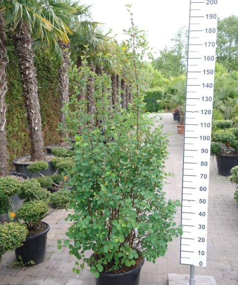 Amelanchier Alnifolia 'Greatberry' - Krentenboompje