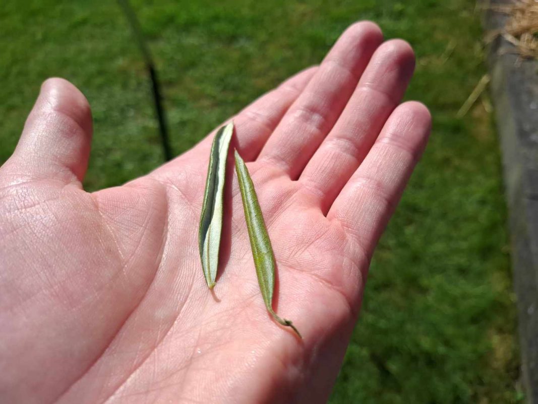 Krullend blad van een olijfboom liggend op een hand.